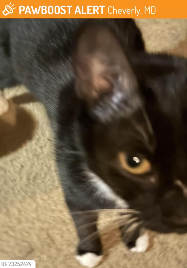 Found/Stray Female Cat last seen Forest road cheverly md, Cheverly, MD 20785