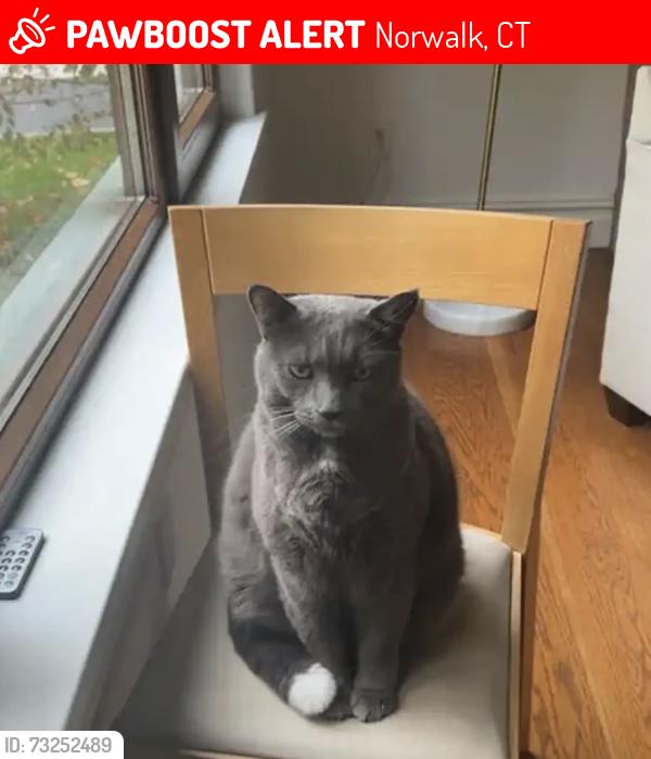 Lost Male Cat last seen Scribner Ave, right by Saint Matthews, Norwalk, CT 06854