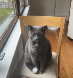 Lost Male Cat last seen Scribner Ave, right by Saint Matthews, Norwalk, CT 06854