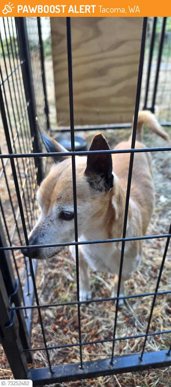 Found/Stray Male Dog last seen S. 76th ave. And Park Ave S., Tacoma, WA 98408