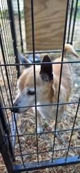 Found/Stray Male Dog last seen S. 76th ave. And Park Ave S., Tacoma, WA 98408