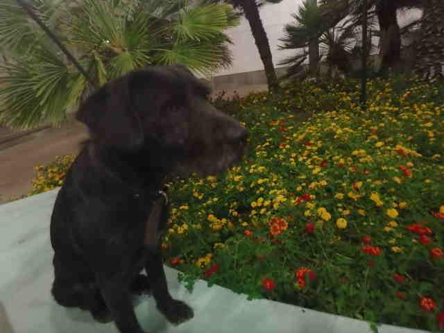 Shelter Stray Male Dog last seen , 14409 Vanowen St, Van Nuys, CA 91405, USA