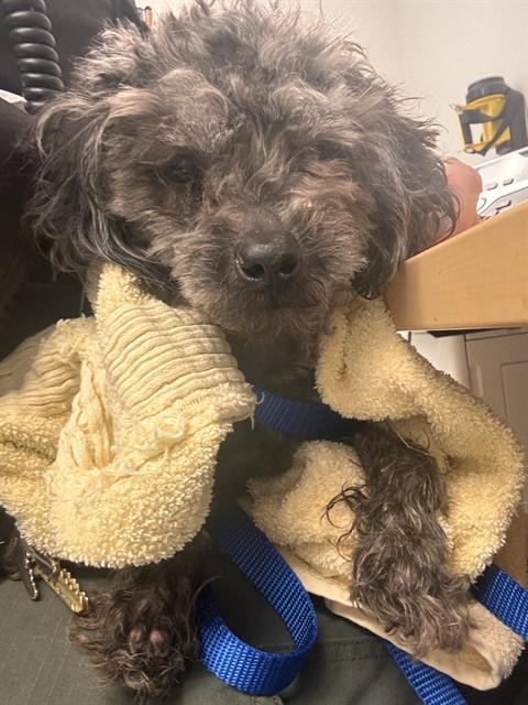 Shelter Stray Male Dog last seen WISCONSIN X 22ND, 1419 Bryant St, San Francisco, CA 94103, USA
