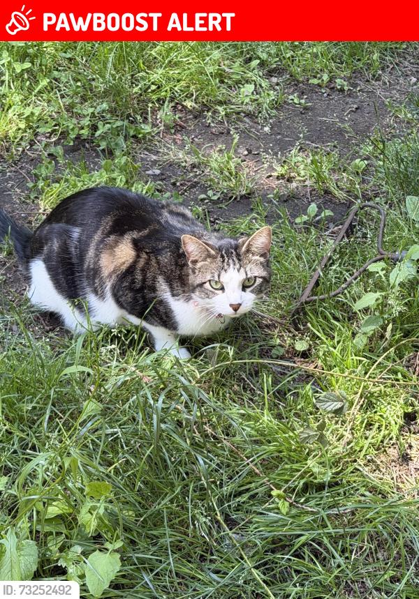 Lost Male Cat last seen Bald hills road and Johnson, Thurston County, WA 98597