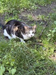 Lost Male Cat last seen Bald hills road and Johnson, Thurston County, WA 98597