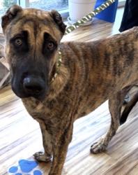 Found/Stray Male Dog last seen Richland Park, Richardson, TX 75083