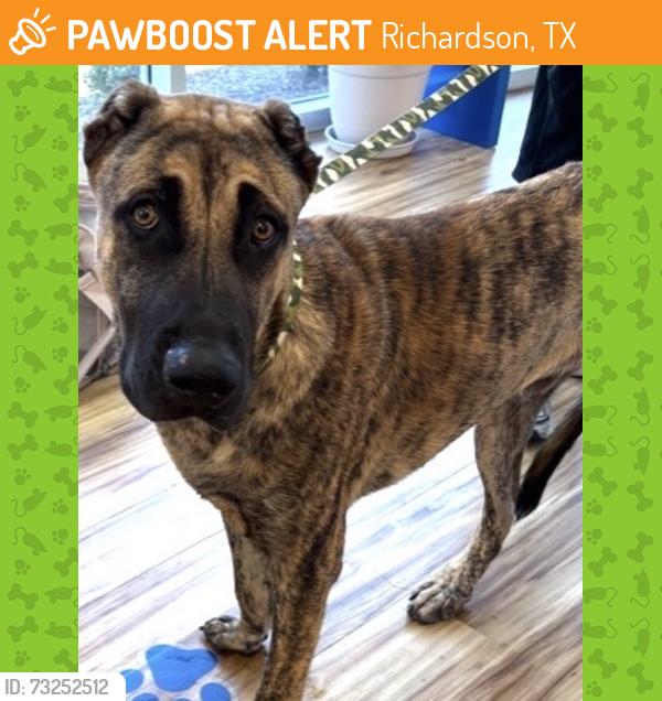 Found/Stray Male Dog last seen Richland Park, Richardson, TX 75083