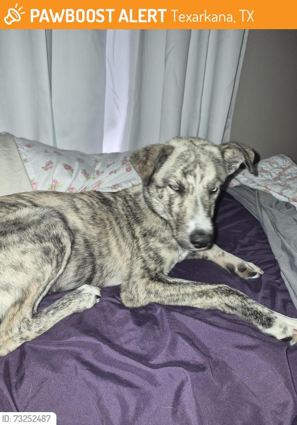 Found/Stray Male Dog last seen Albertsons, Texarkana, TX 71854