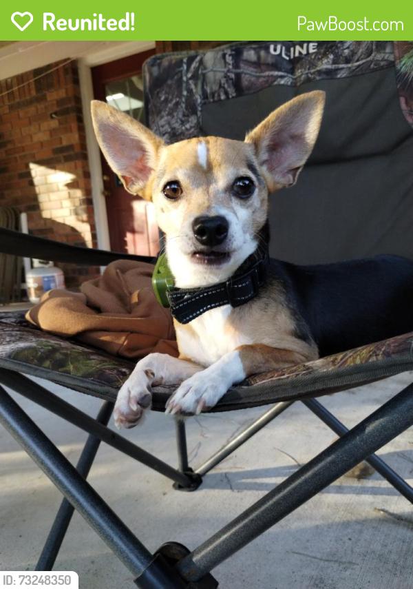 Reunited Male Dog last seen Garden Manor Dr, Houston, TX 77084, USA, Houston, TX 77084