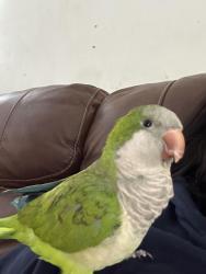 Lost Unknown Bird last seen Near pinewood, West Palm Beach, FL 33407