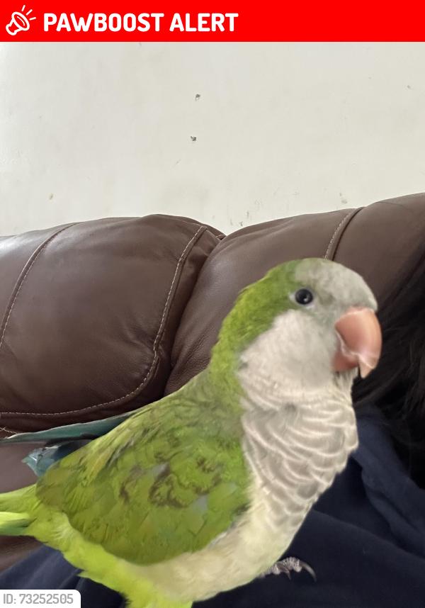 Lost Unknown Bird last seen Near pinewood, West Palm Beach, FL 33407