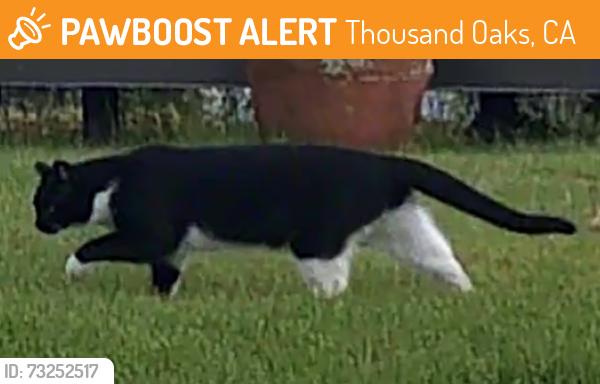 Found/Stray Unknown Cat last seen Erbes & Olsen, Thousand Oaks, CA 91360