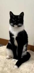 Reunited Female Cat last seen Buena Vista Way and La Loma Ave., Berkeley, CA 94708