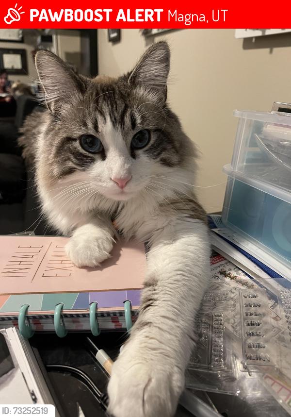 Lost Male Cat last seen Cypress high school, Magna, UT 84044