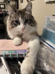 Lost Male Cat last seen Cypress high school, Magna, UT 84044