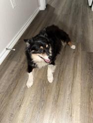 Found/Stray Male Dog last seen Phillips and Granbury street, Cleburne, TX 76033