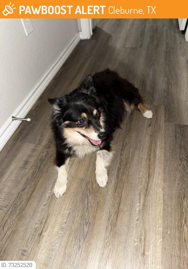Found/Stray Male Dog last seen Phillips and Granbury street, Cleburne, TX 76033