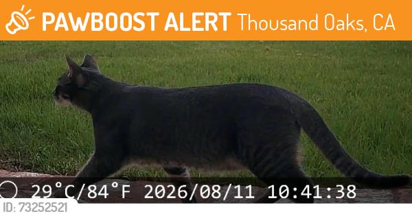 Found/Stray Unknown Cat last seen Olsen & Erbes, Thousand Oaks, CA 91360