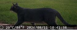 Found/Stray Unknown Cat last seen Olsen & Erbes, Thousand Oaks, CA 91360