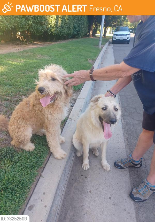 Found/Stray Female Dog last seen Shepherd & Friant, Fresno, CA 93720