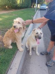 Found/Stray Female Dog last seen Shepherd & Friant, Fresno, CA 93720