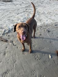 Lost Female Dog last seen Fairview elementary school, Maryville, TN 37803