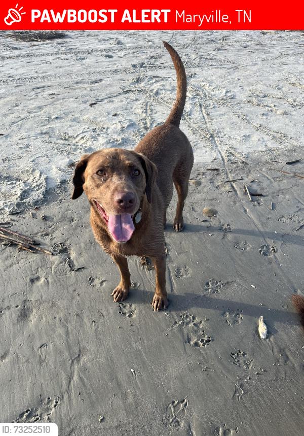 Lost Female Dog last seen Fairview elementary school, Maryville, TN 37803