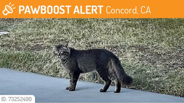 Found/Stray Male Cat last seen Olive Drive and Kirker Pass, Concord, CA 94521