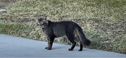 Found/Stray Male Cat last seen Olive Drive and Kirker Pass, Concord, CA 94521