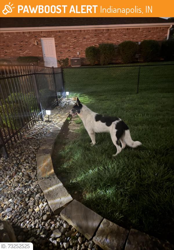 Found/Stray Unknown Dog last seen South Side of Indianapolis, Indianapolis, IN 46217