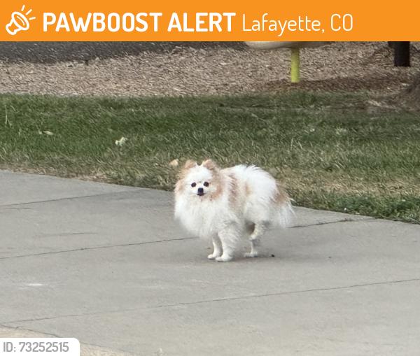 Found/Stray Unknown Dog last seen Ofelia Miramontes Park, Lafayette, CO 80026