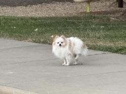 Found/Stray Unknown Dog last seen Ofelia Miramontes Park, Lafayette, CO 80026