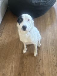 Lost Male Dog last seen Henderson drive & forest drive, Cheyenne, WY 82001