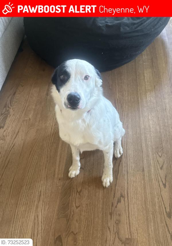 Lost Male Dog last seen Henderson drive & forest drive, Cheyenne, WY 82001