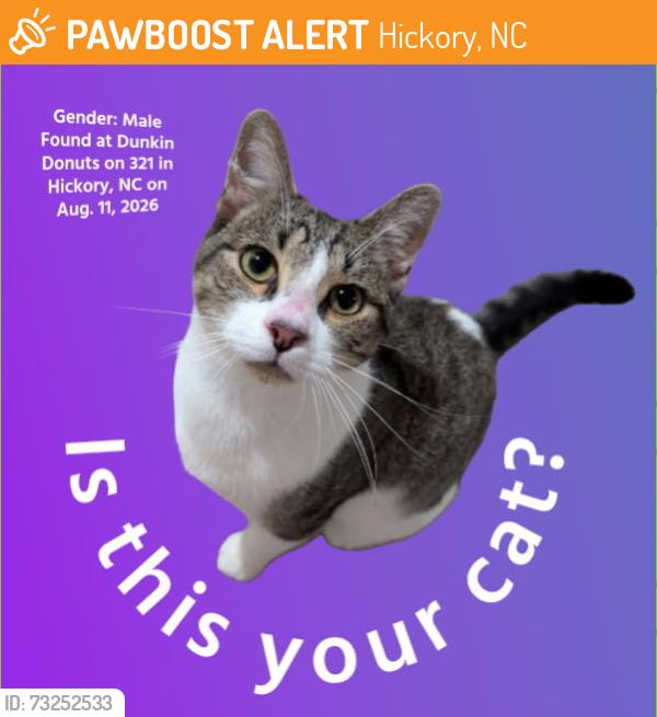 Found/Stray Male Cat last seen Dunkin Donuts, Hickory, NC 28601