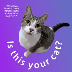Found/Stray Male Cat last seen Dunkin Donuts, Hickory, NC 28601