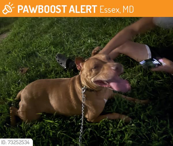 Found/Stray Male Dog last seen Martin Rd and S. Marlyn Ave, Essex, MD 21221