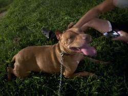 Found/Stray Male Dog last seen Martin Rd and S. Marlyn Ave, Essex, MD 21221