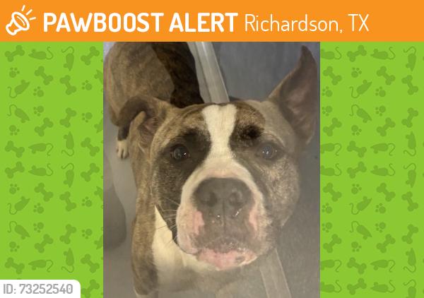 Found/Stray Male Dog last seen Forsythe Dr and Carlton, Richardson, TX 75081