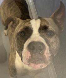 Found/Stray Male Dog last seen Forsythe Dr and Carlton, Richardson, TX 75081