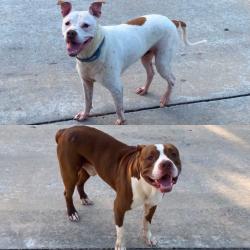 Reunited Male Dog last seen Mary Ann Dr, Friendswood, TX 77546, USA, Friendswood, TX 77546