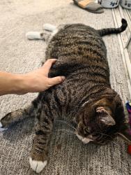 Reunited Female Cat last seen Near nobel dr, San Diego, CA 92122