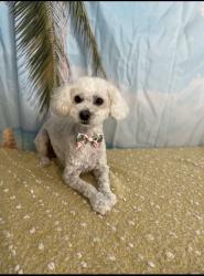 Reunited Female Dog last seen 58th and 82 ter, Pinellas Park, FL 33781