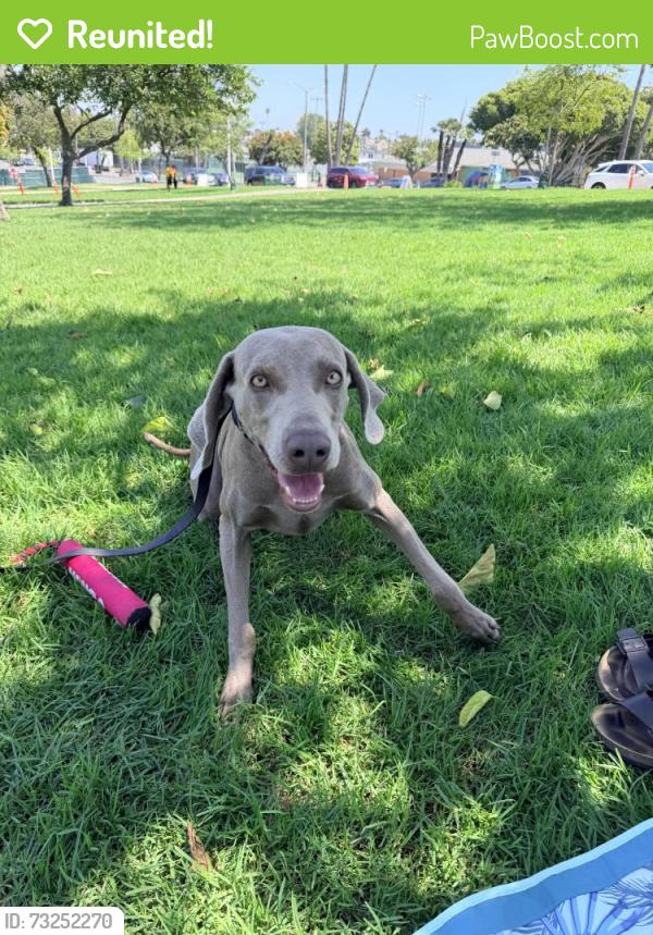 Reunited Male Dog last seen 101st and Normandie, Los Angeles, CA 90044