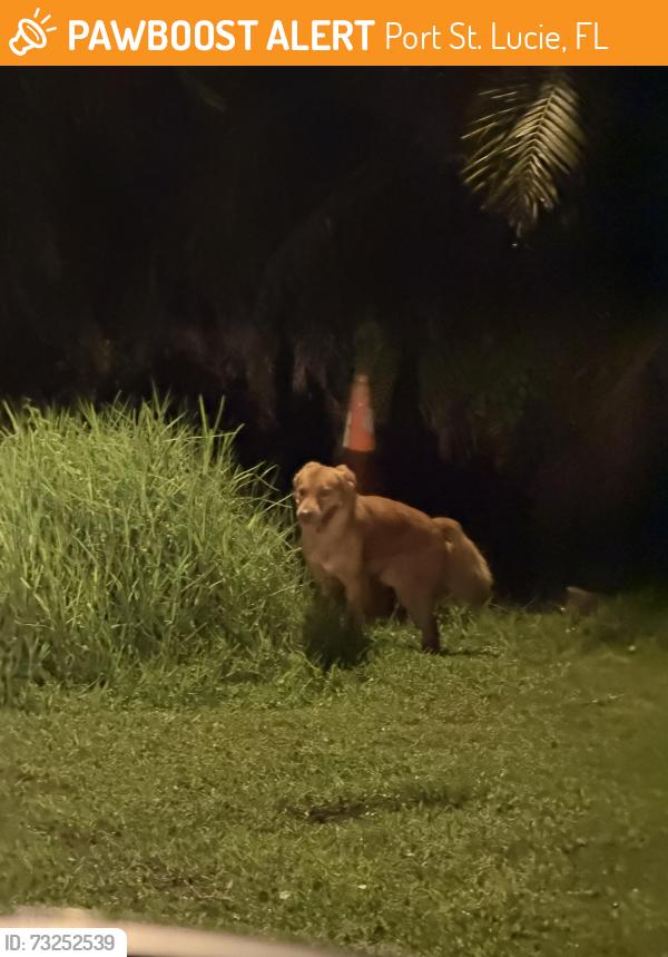 Found/Stray Unknown Dog last seen Savona, Port St. Lucie, FL 34953