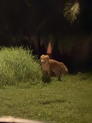 Found/Stray Unknown Dog last seen Savona, Port St. Lucie, FL 34953