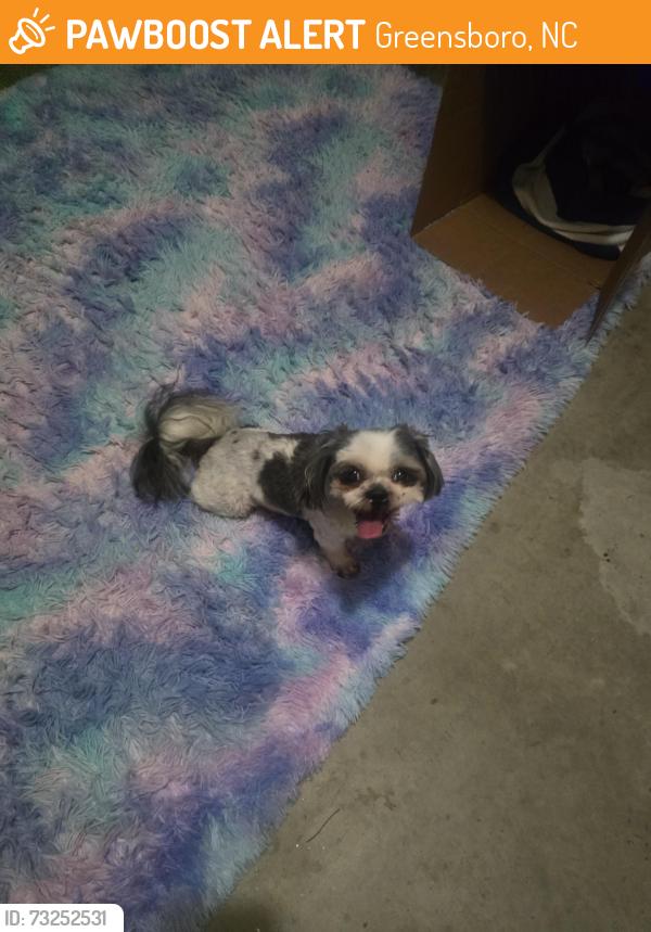 Found/Stray Male Dog last seen Clovelly Drive and Gramercy Park Dr, Greensboro, NC 27406