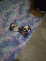 Found/Stray Male Dog last seen Clovelly Drive and Gramercy Park Dr, Greensboro, NC 27406