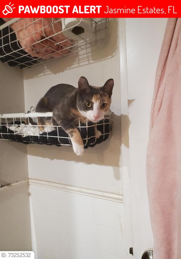 Lost Female Cat last seen Morehead Ln, Jasmine Estates, FL 34668
