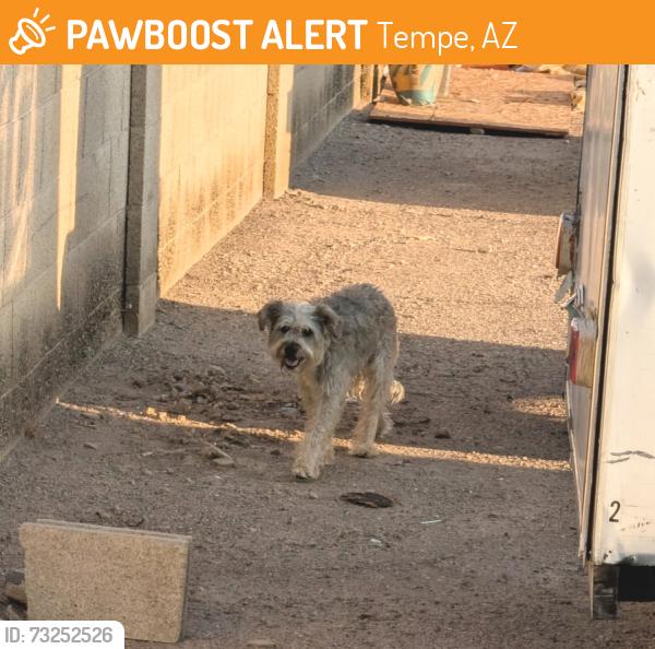 Found/Stray Unknown Dog last seen Bel De Mar & Rural rd, Tempe, AZ 85283